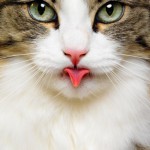 Фотографии животных от призера многих фотоконкурсов Lennette Newell